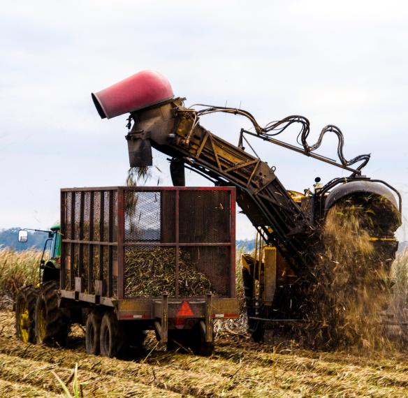 Sugar Cane Harvesting