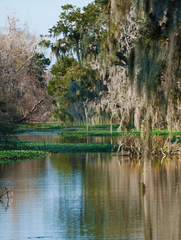 Bayou