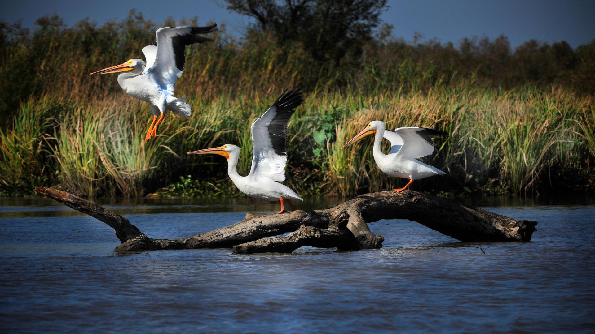 Pelicans